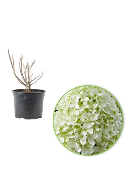 Hydrangea paniculata `Little Spooky`